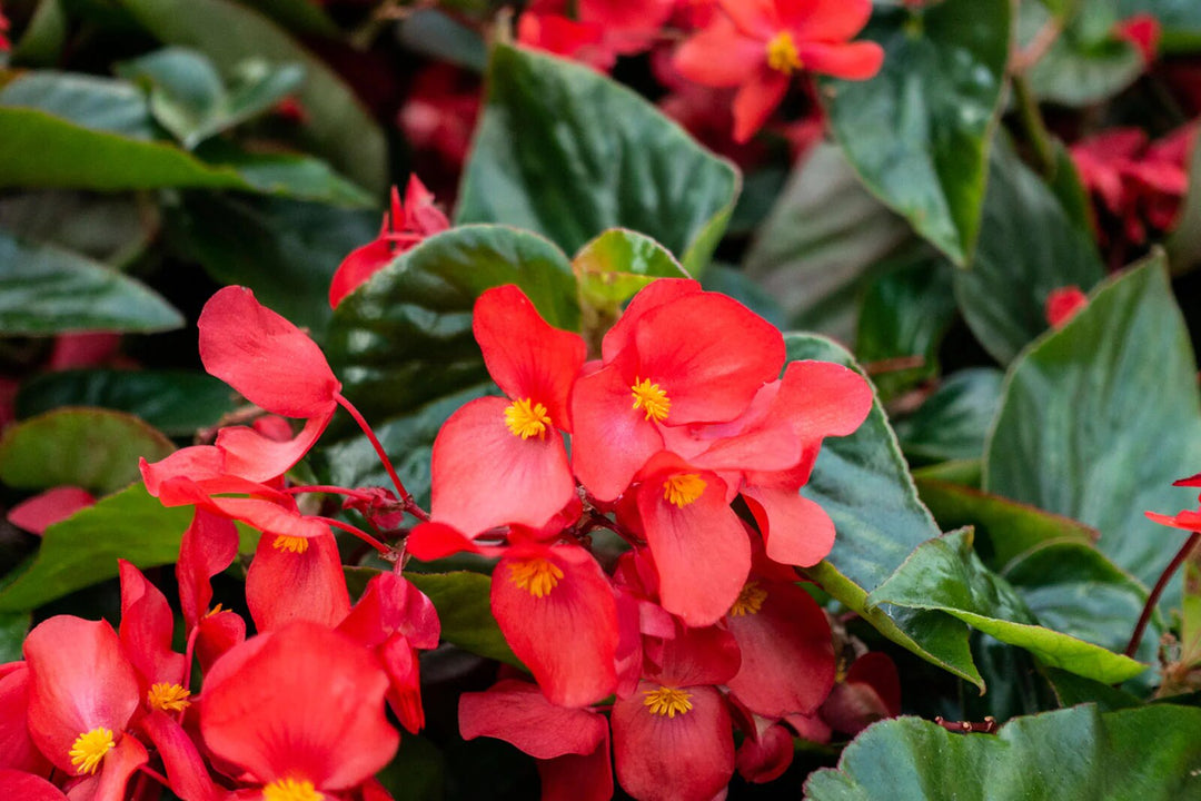 Begonie Blumensamen Rot zum Pflanzen Alte Sorte Gentechnikfrei Hohe Keimfähigkeit Bio Garten Samen