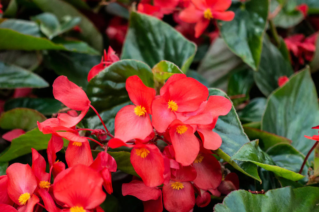 rich berry flower seeds
