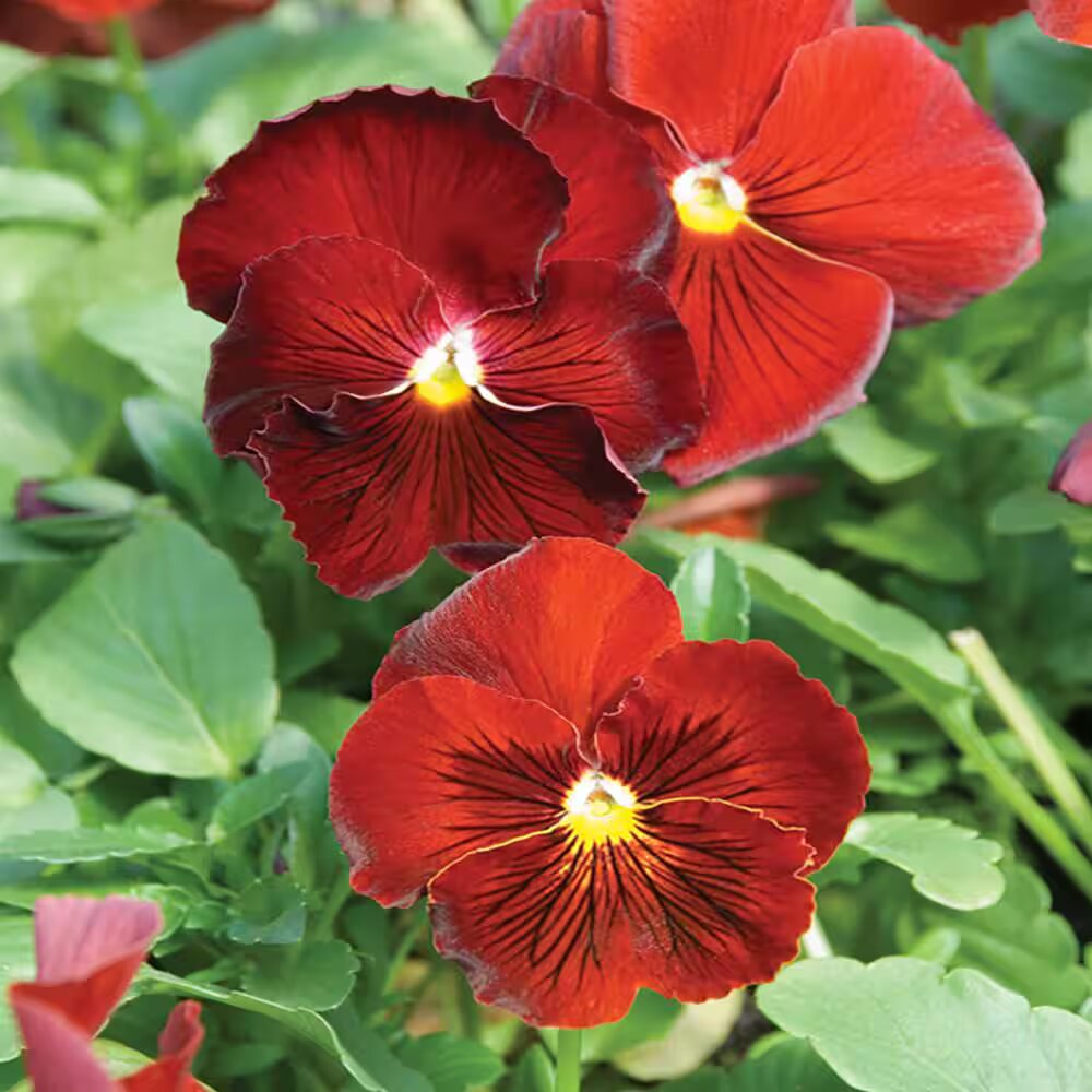 Pansy Flower Seeds Red – Heirloom, Non-GMO, High Germination Seeds