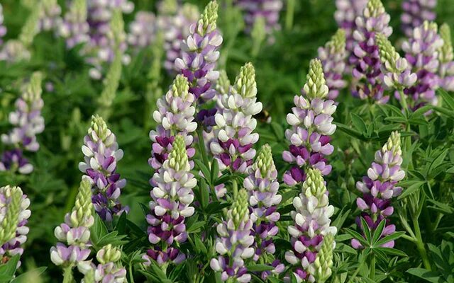 Purple White Lilac Flower Seeds – Heirloom, Non-GMO, High Germination Organic Garden Seeds for Planting