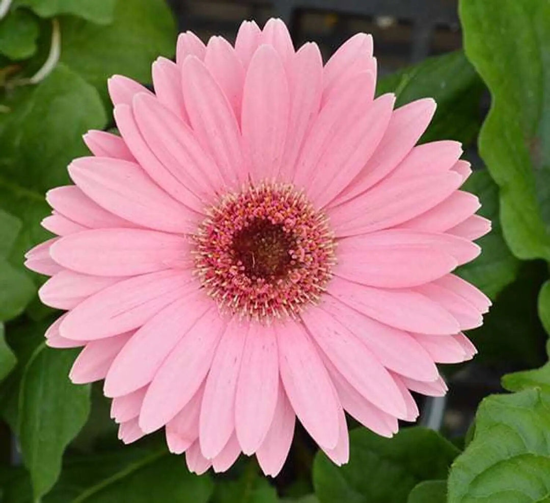Pink Gerbera Flower Seeds – Heirloom, Non-GMO, High Germination Seeds for Planting