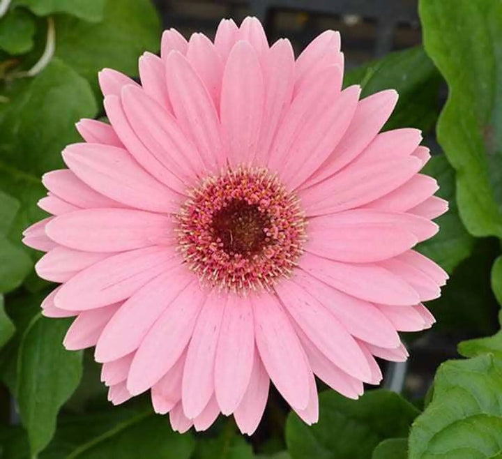 Pink Gerbera Flower Seeds – Heirloom, Non-GMO, High Germination Seeds for Planting