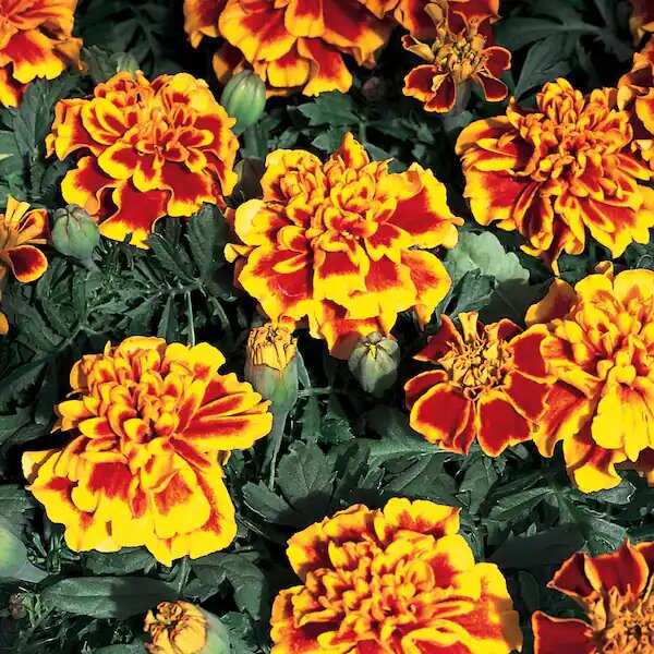 Semillas de caléndula amarillas y rojas – Variedad tradicional, sin OGM, alta germinación