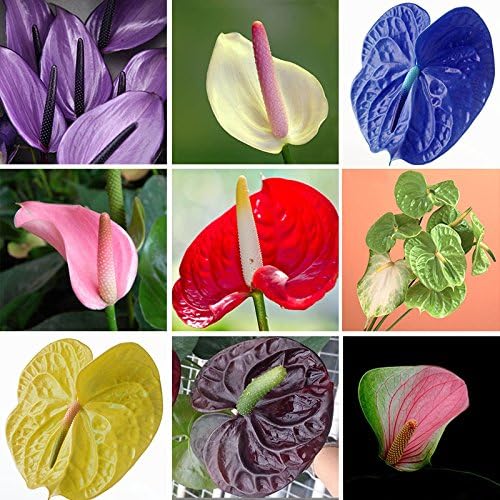 anthurium anthurium flower seeds