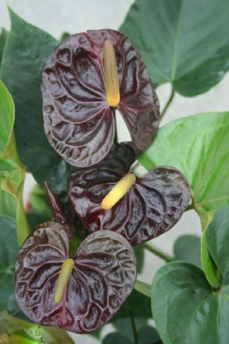 Brown Anthurium Flower Seeds for Planting – Heirloom Non-GMO High Germination Organic Seeds