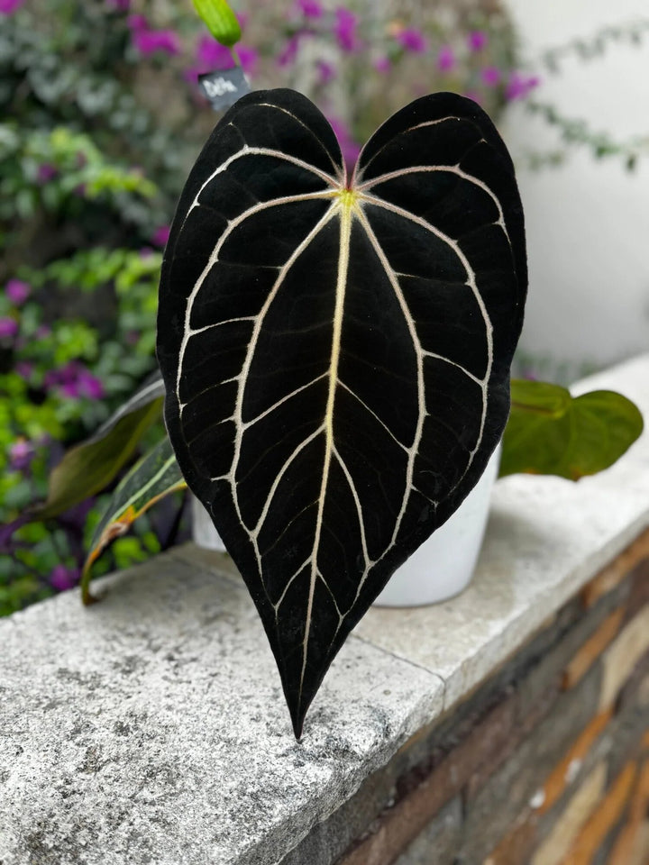 Black Anthurium Flower Seeds – Heirloom, Non-GMO, High Germination Seeds