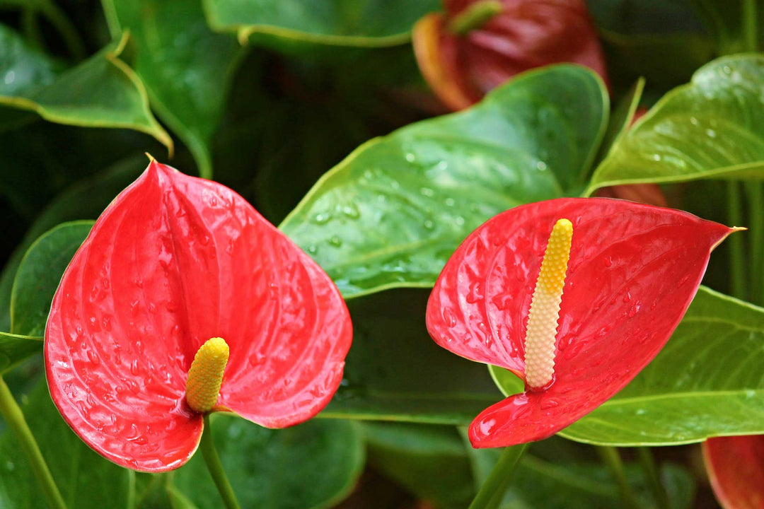 Red Blooming Anthurium Flower Seeds for Planting Heirloom Non-GMO High Germination Organic Garden Seeds