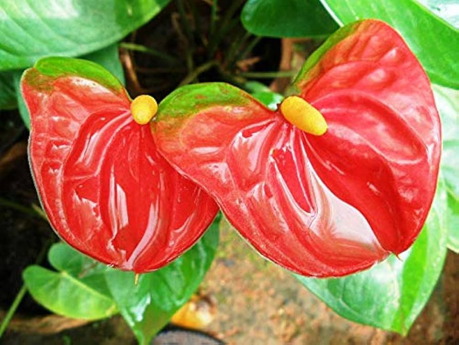 anthurium flower flower seeds