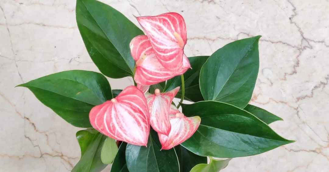 Light Pink Anthurium Flower Seeds for Planting – Heirloom Non-GMO High Germination Organic Seeds