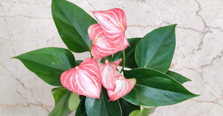 Light Pink Anthurium Flower Seeds for Planting – Heirloom Non-GMO High Germination Organic Seeds