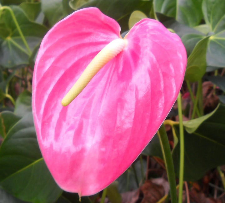 Pink Anthurium Flower Seeds for Planting – Heirloom Non-GMO High Germination Organic Seeds