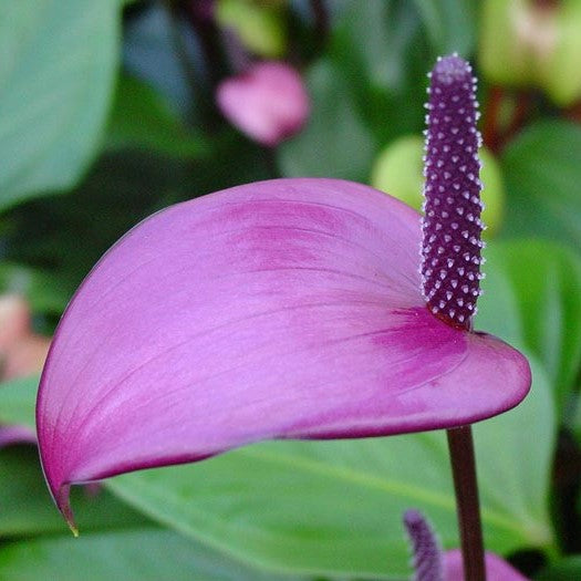 Purple Anthurium Flower Seeds for Planting – Heirloom Non-GMO High Germination Organic Garden Seeds