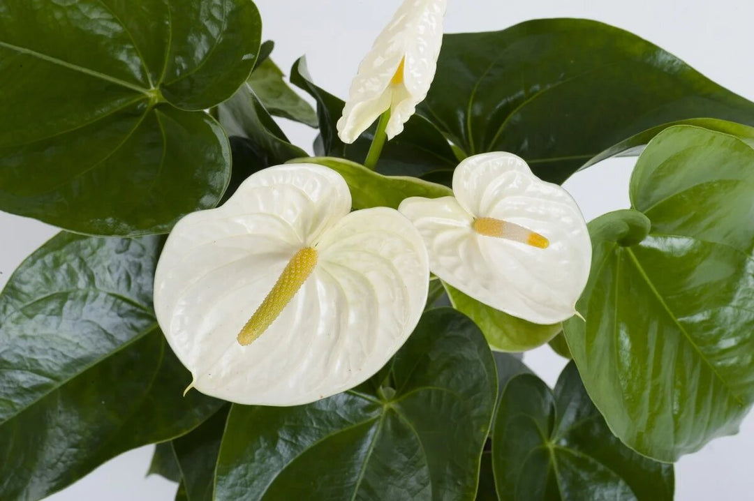Semillas de Flor de Anturio Gigante Blanca – Cimarrón, No OGM, Semillas de Alta Germinación