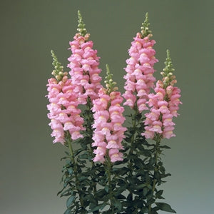 Semillas de flores de Antirrhinum rosa claro – Herencia, no transgénicas, de alta germinación
