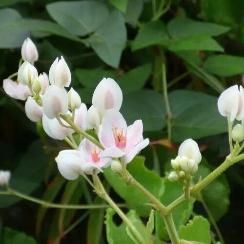 Antigonon Flower Seeds – Heirloom, Non-GMO, High Germination Seeds