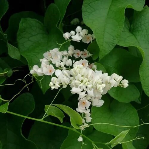 Antigonon Flower Seeds – Heirloom, Non-GMO, High Germination Seeds