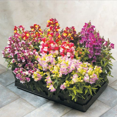 antirrhinum floral flower seeds