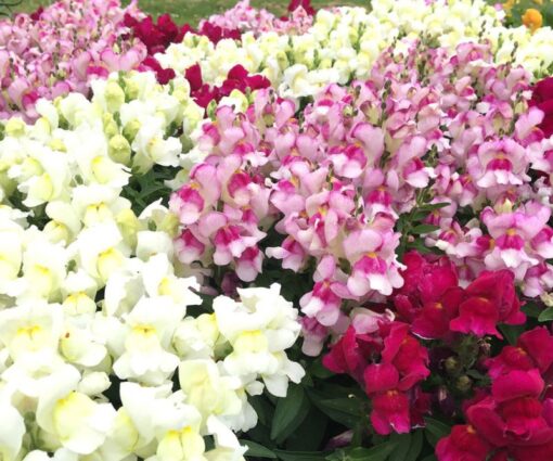 antirrhinum snapdragon flower seeds