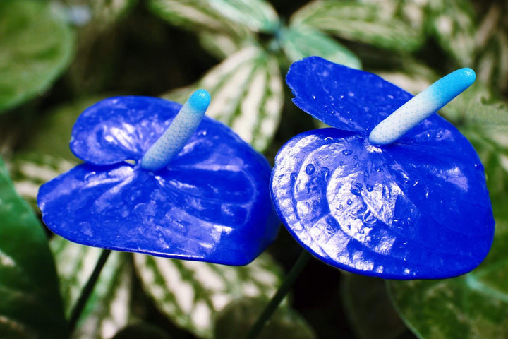 Blue Anthurium Flower Seeds for Planting – Heirloom Non-GMO High Germination Organic Seeds