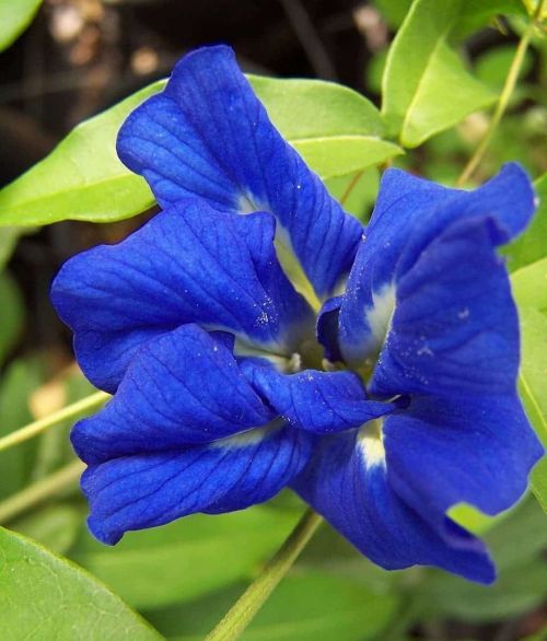 aparajitadoubleblueclitoriaternateaheirloomnongmohighgerminationorganicgarden flower seeds