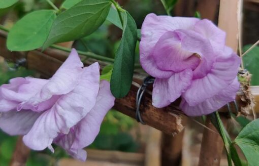 aparajitalavenderdoubleheirloomnongmohighgerminationorganicgarden flower seeds