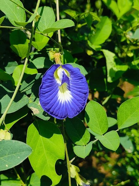 Astragalus Flower Seeds Blue for Planting – Heirloom Non-GMO High Germination Organic Seeds