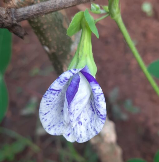 aparajitanightskybutterflypeaclitoriaternateaheirloomnongmohighgerminationorganicgarden flower seeds