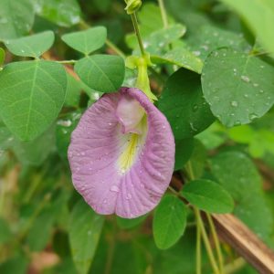 aparajitapinkbutterflypeaclitoriaternateaheirloomnongmohighgerminationorganicgarden flower seeds