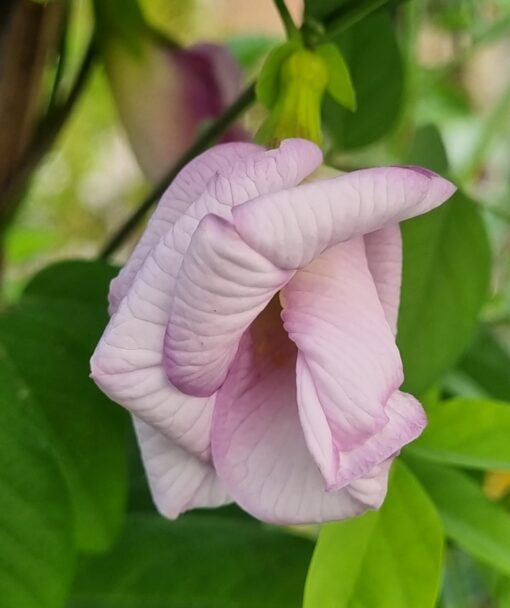 aparajitadoublepurplebutterflypeaclitoriaternateaheirloomnongmohighgerminationorganicgarden flower seeds