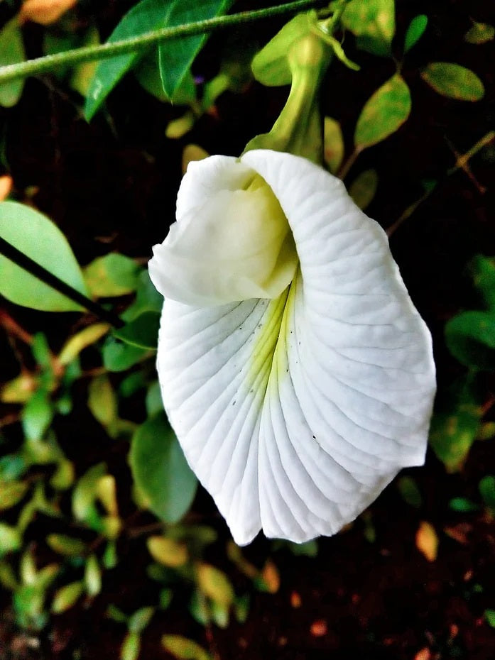 Aparajita Flower Seeds White for Planting – Heirloom Non-GMO High Germination Organic Seeds