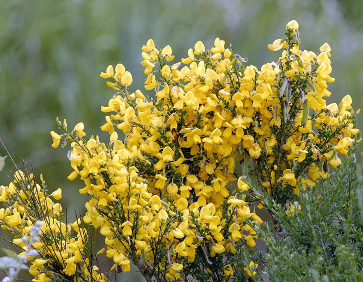 Cytisus Flower Seeds Perennial for Planting – Heirloom Non-GMO High Germination Seeds