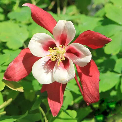 Aquilegia Flower Seeds Red White for Planting Heirloom Non-GMO High Germination Organic Garden Seeds