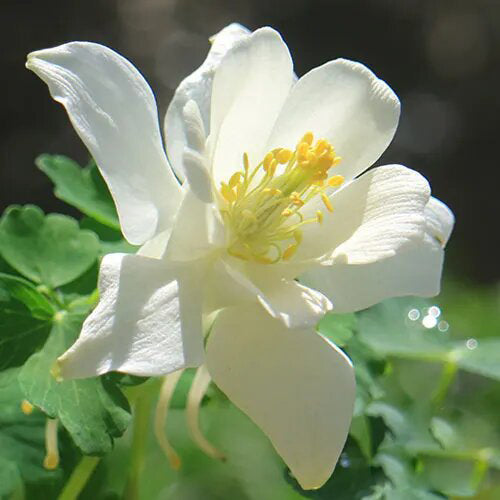 White Columbine Flower Seeds for Planting – Heirloom Non-GMO High Germination Seeds