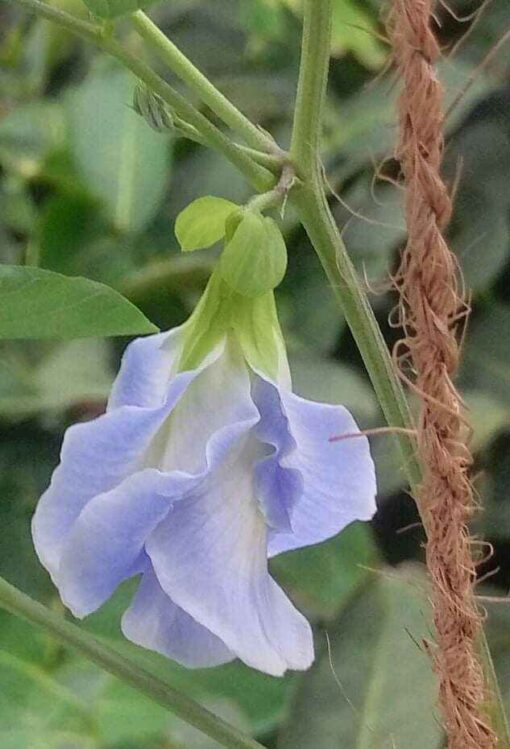 aparajitalightbluedoubleheirloomnongmohighgerminationorganicgarden flower seeds