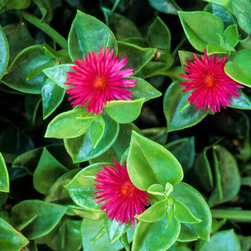 Pink Aptenia Flower Seeds for Planting – Heirloom Non-GMO High Germination Organic Seeds