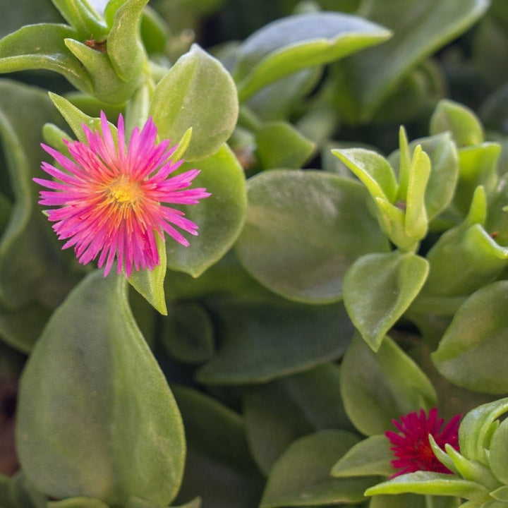 Aptenia Flower Seeds Pink for Planting – Heirloom Non-GMO High Germination Organic Seeds