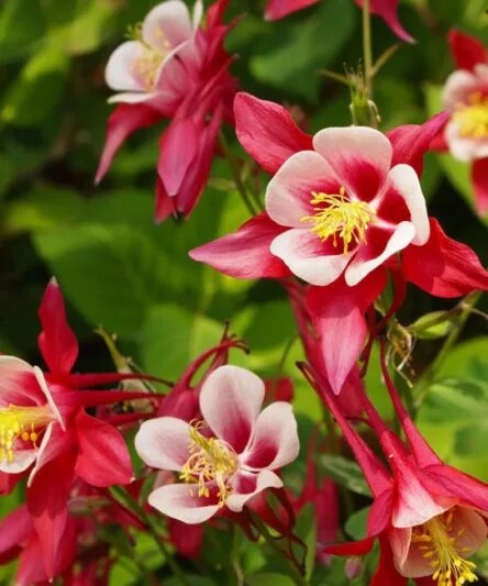 Columbine Flower Seeds Red for Planting – Heirloom Non-GMO High Germination Seeds