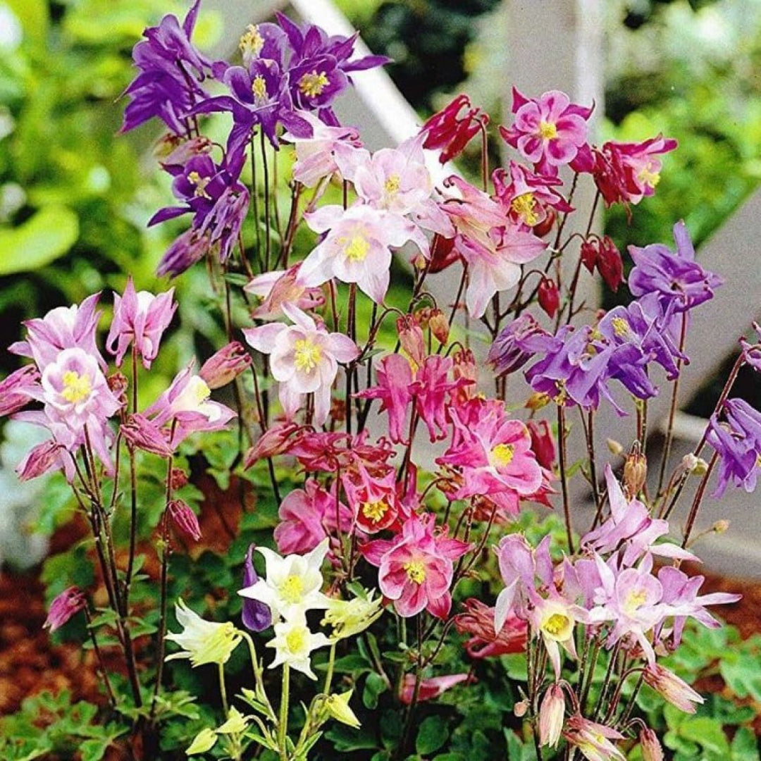 Aquilegia Flower Seeds Mixed for Planting – Heirloom Non-GMO High Germination Seeds
