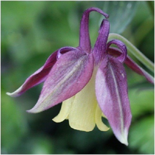purple white flower seeds