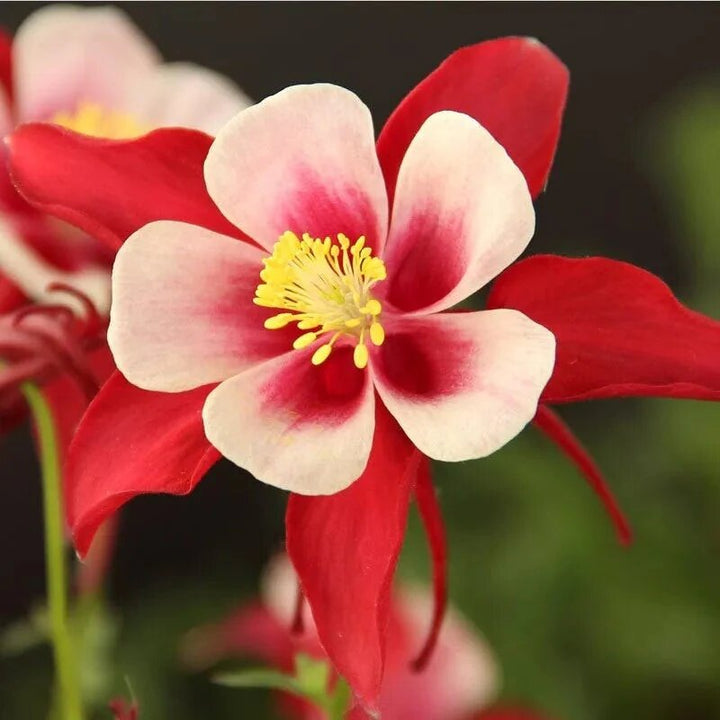 Aquilegia Flower Seeds Red White for Planting Heirloom Non-GMO High Germination Organic Garden Seeds