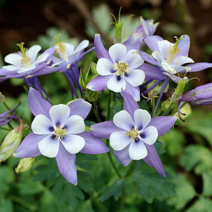 Light Blue Columbine Flower Seeds – Heirloom, Non-GMO, High Germination Seeds