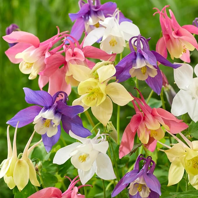 aquilegia columbine flower seeds