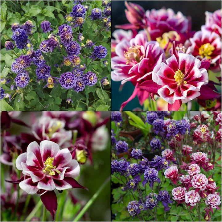 Aquilegia Winky Double Columbine Flower Seeds – Heirloom, Non-GMO Seeds
