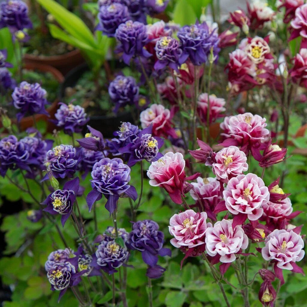 Aquilegia Winky Double Columbine Flower Seeds – Heirloom, Non-GMO Seeds
