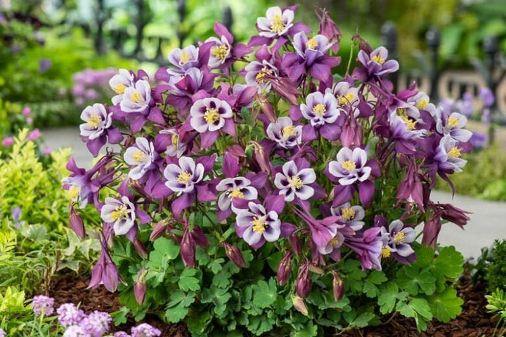 Aquilegia Flower Seeds White Violet for Planting – Heirloom Non-GMO High Germination Organic Seeds