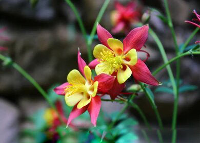 Yellow Red Aquilegia Flower Seeds for Planting Heirloom Non-GMO High Germination Organic Garden Seeds