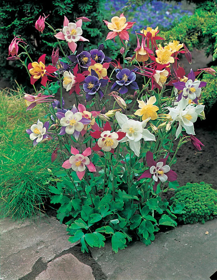 Mixed Aquilegia Flower Seeds – Heirloom Non-GMO High Germination Organic Seeds