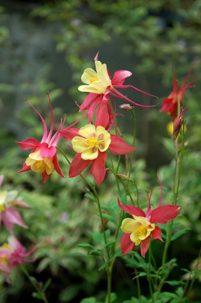 Giant Aquilegia Flower Seeds Red Yellow for Planting Heirloom Non-GMO High Germination Organic Garden Seeds