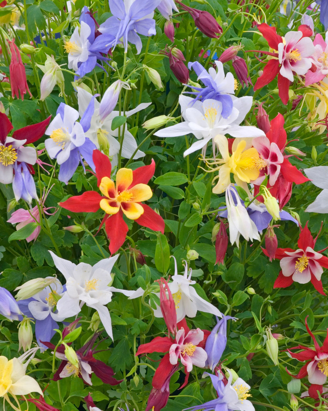 Mixed Aquilegia Flower Seeds for Planting – Heirloom Non-GMO High Germination Organic Seeds