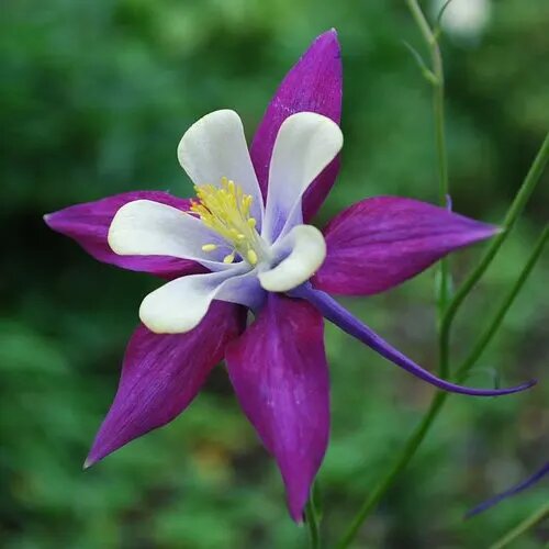 Giant Aquilegia Flower Seeds White Violet – Non-GMO High Germination Seeds